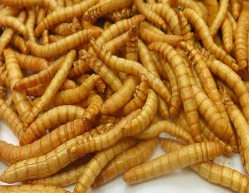 黃粉蟲(chóng)凍干