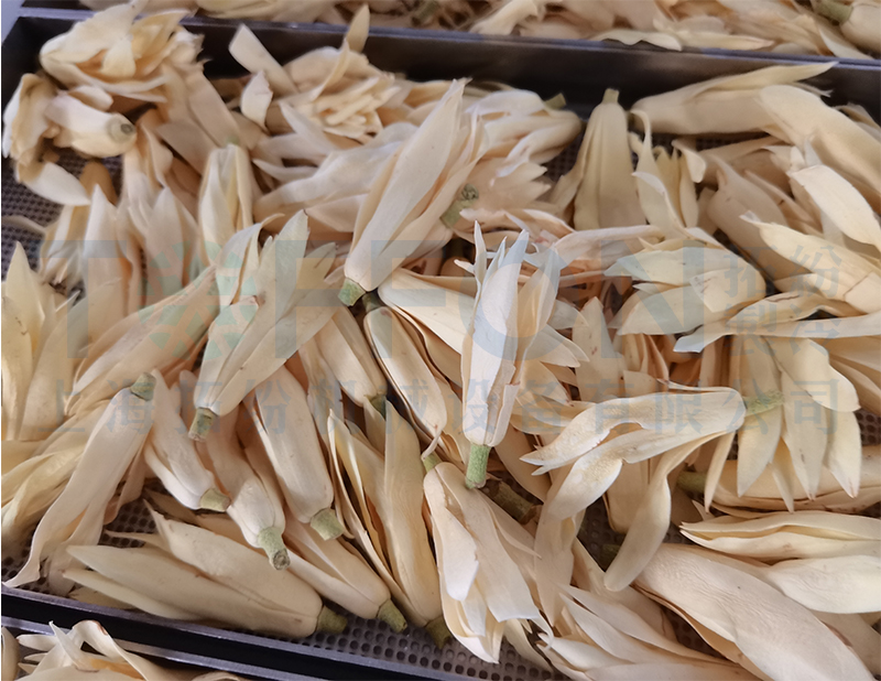 白玉蘭凍干，果蔬真空冷凍干燥機應用案例