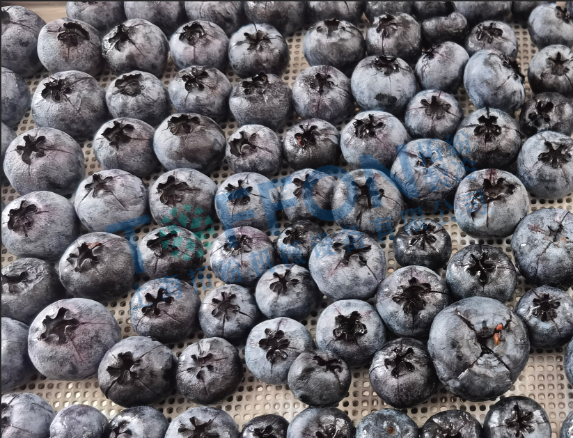 藍(lán)莓凍干：食品真空冷凍干燥機(jī)應(yīng)用于藍(lán)莓凍干試驗