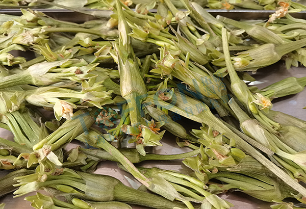 水芙蓉凍干：藥材冷凍干燥機應(yīng)用水芙蓉凍干
