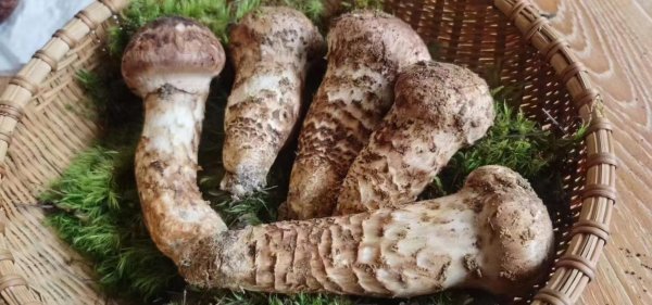 冷凍干燥機(jī)凍干松茸的生產(chǎn)工藝