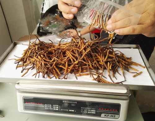 蟲草冷凍干燥機(jī)