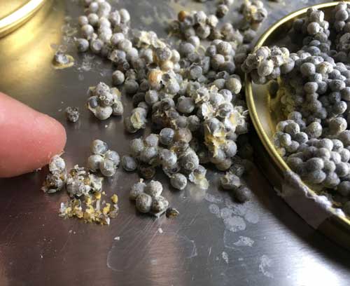 凍干鱘魚魚子醬